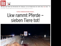 Bild zum Artikel: Tragödie auf der Autobahn … - Lkw rammt Pferde – sieben Tiere tot!