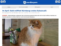 Bild zum Artikel: Im April: Bald eröffnet Nürnbergs erstes Katzencafé