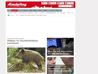 Bild zum Artikel: Im Walderlebniszentrum Grünwald: Wildsau vor Grundschulklasse erschossen