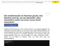 Bild zum Artikel: Die Schäferhündin im Tierheim glaubt, ihre Besitzer sind da, um sie abzuholen. Aber tatsächlich wollen sie einen neuen Hund aussuchen!