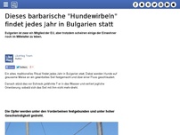 Bild zum Artikel: Dieses barbarische 'Hundewirbeln' findet jedes Jahr in Bulgarien statt