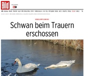 Bild zum Artikel: Vogelgrippe-Alarm! - Schwan beim Trauern erschossen