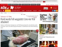 Bild zum Artikel: Tierhasser in St. Pölten - Hund wurde Fell weggeätzt: Lino vier Mal attackiert