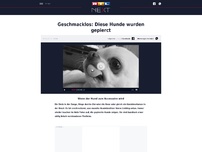 Bild zum Artikel: Geschmacklos: Diese Hunde wurden gepierct