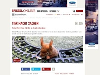 Bild zum Artikel: Tier macht Sachen: Pummeliges Eichhörnchen bleibt in Gully stecken