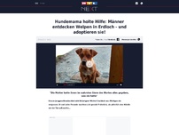 Bild zum Artikel: Hundemama holte Hilfe: Männer entdecken Welpen in Erdloch - und adoptieren sie!