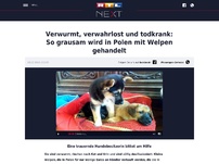 Bild zum Artikel: Verwurmt, verwahrlost und todkrank: So grausam wird in Polen mit Welpen gehandelt