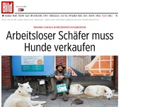 Bild zum Artikel: Trauriges Schicksal - Arbeitsloser Schäfer muss Hunde verkaufen