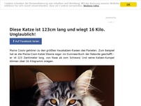 Bild zum Artikel: Diese Katze ist 123cm lang und wiegt 16 Kilo. Unglaublich!