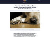 Bild zum Artikel: Pseudowut breitet sich aus: Das müssen Hundehalter über die tödliche Hunde-Krankheit wissen