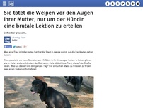 Bild zum Artikel: Sie tötet die Welpen vor den Augen ihrer Mutter, nur um der Hündin eine brutale Lektion zu erteilen