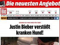 Bild zum Artikel: Kein Herz für Tiere - Justin Bieber verstößt kranken Hund!