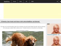 Bild zum Artikel: 13 Beweise, dass Hunde und Katzen nicht unterschiedlicher sein könnten!