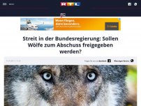 Bild zum Artikel: Streit in der Bundesregierung: Sollen Wölfe zum Abschuss freigegeben werden?