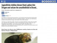 Bild zum Artikel: Jugendliche stehlen diesen Hund, geben ihm Drogen und setzen ihn anschließend in Brand...