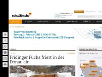 Bild zum Artikel: Fridinger Fuchs friert in der Donau ein