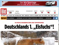 Bild zum Artikel: In Donau eingefroren - Deutschlands erster „Eisfuchs“!