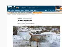Bild zum Artikel: Eingefrorener Fuchs: Fox on the rocks