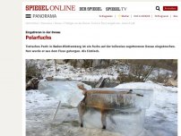 Bild zum Artikel: Eingefroren in der Donau: Polarfuchs