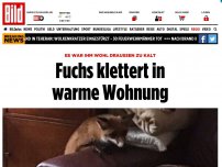 Bild zum Artikel: Eisige Temperaturen - Fuchs klettert in warme Wohnung