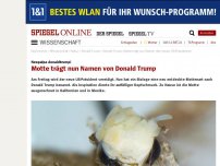 Bild zum Artikel: Neopalpa donaldtrumpi: Motte trägt nun Namen von Donald Trump
