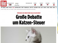 Bild zum Artikel: Große Steuer-Debatte - Müssen Katzen-Besitzer bald blechen?