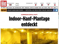 Bild zum Artikel: Kommissar Zufall hilft - Indoor-Hanf- Plantage entdeckt