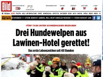 Bild zum Artikel: Nach fünf Tagen - Hundewelpen aus Lawinen-Hotel gerettet!