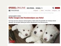 Bild zum Artikel: Lawinenunglück in Italien: Helfer bergen drei Hundewelpen aus Hotel