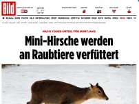 Bild zum Artikel: Nach Todes-Urteil - Mini-Hirsche werden an Raubtiere verfüttert