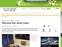 Bild zum Artikel: Ungewöhnlicher Fahrgast in Stuttgart: Süße Katze fährt alleine S-Bahn