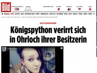 Bild zum Artikel: Notaufnahme! - Königspython verirrt sich  in Ohrloch ihrer Besitzerin