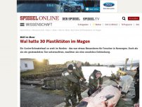 Bild zum Artikel: Müll im Meer: Wal hatte 30 Plastiktüten im Magen