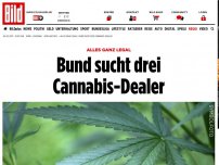 Bild zum Artikel: Alles ganz legal - Bund sucht drei Cannabis-Dealer