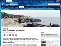 Bild zum Artikel: 400 Grindwale an Neuseelands Küste gestrandet