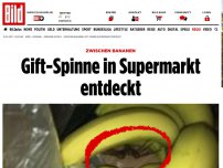 Bild zum Artikel: Zwischen Bananen - Gift-Spinne in Supermarkt entdeckt 