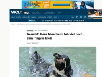 Bild zum Artikel: Aus Zoo entwendet: Gesucht! Ganz Mannheim fahndet nach dem Pinguin-Dieb