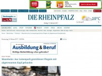 Bild zum Artikel: Mannheim: Aus Luisenpark gestohlener Pinguin mit abgetrenntem Kopf gefunden