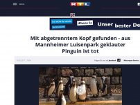 Bild zum Artikel: Mit abgetrenntem Kopf gefunden - aus Mannheimer Luisenpark geklauter Pinguin ist tot