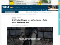Bild zum Artikel: Mannheim: Entführter Pinguin tot aufgefunden – Peta setzt Belohnung aus