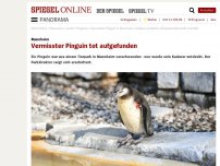 Bild zum Artikel: Mannheim: Vermisster Pinguin tot aufgefunden