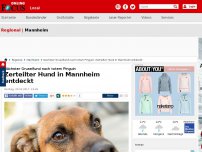 Bild zum Artikel: Nächster Gruselfund nach totem Pinguin - Zerteilter Hund in Mannheim entdeckt