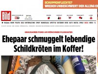 Bild zum Artikel: Fund am Flughafen München - Ehepaar schmuggelt Schildkröten im Koffer!
