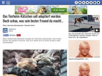 Bild zum Artikel: Das Tierheim-Kätzchen soll adoptiert werden. Doch schau, was sein bester Freund da macht...