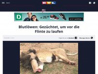 Bild zum Artikel: Blutlöwen: Gezüchtet, um vor die Flinte zu laufen