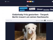 Bild zum Artikel: Eisbärbaby Fritz gestorben - Tierpark Berlin trauert um seinen Nachwuchs