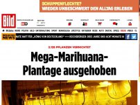 Bild zum Artikel: 2.128 Pflanzen vernichtet - Mega-Marihuana- Plantage ausgehoben