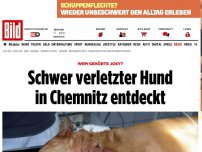 Bild zum Artikel: Wem gehörte Joey? - Schwer verletzter Hund in Chemnitz entdeckt