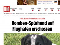 Bild zum Artikel: Flugbetrieb lahmgelegt - Bomben-Spürhund auf Flughafen erschossen