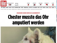 Bild zum Artikel: Hund einfach ausgesetzt - Chester musste das Ohr amputiert werden